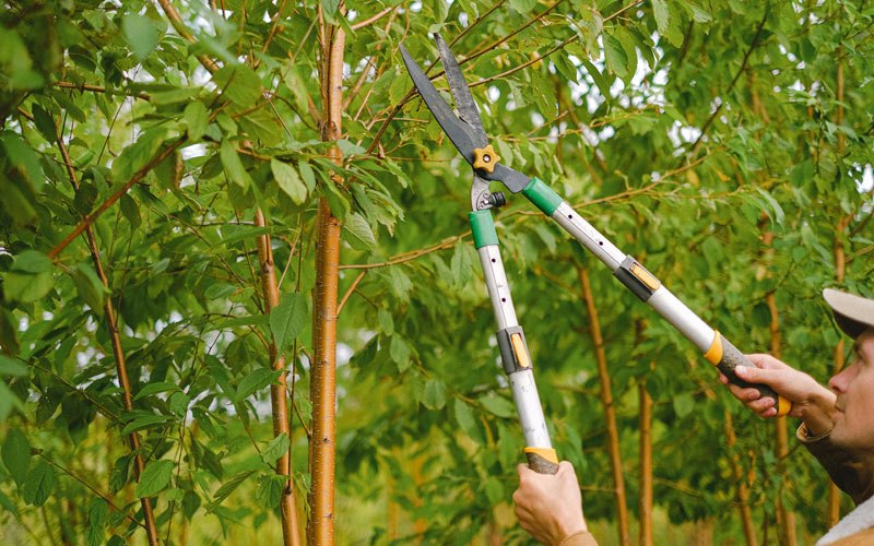 Tree trimming in Garrison, MT